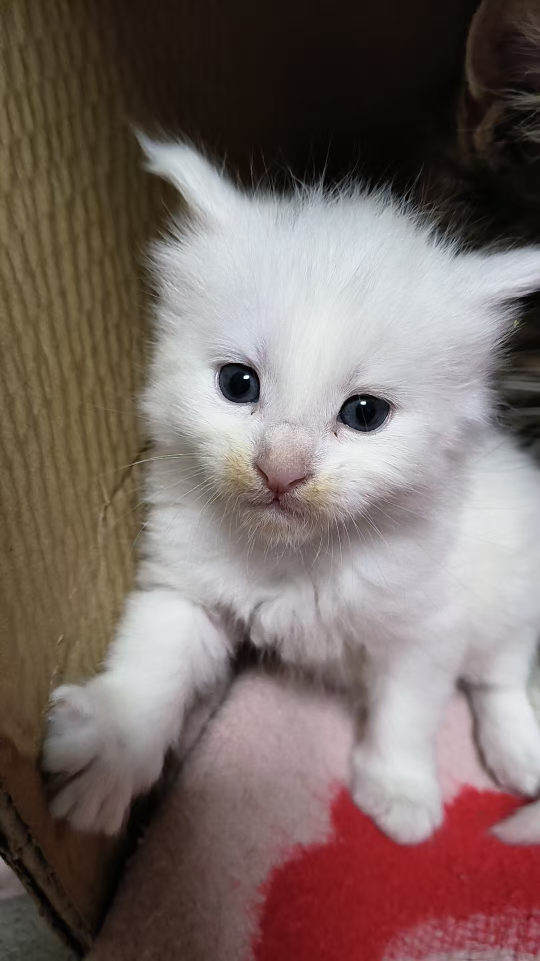 俄系纯种缅因猫，预售